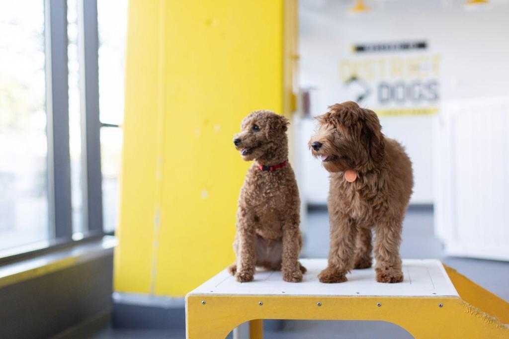 Dogs playing