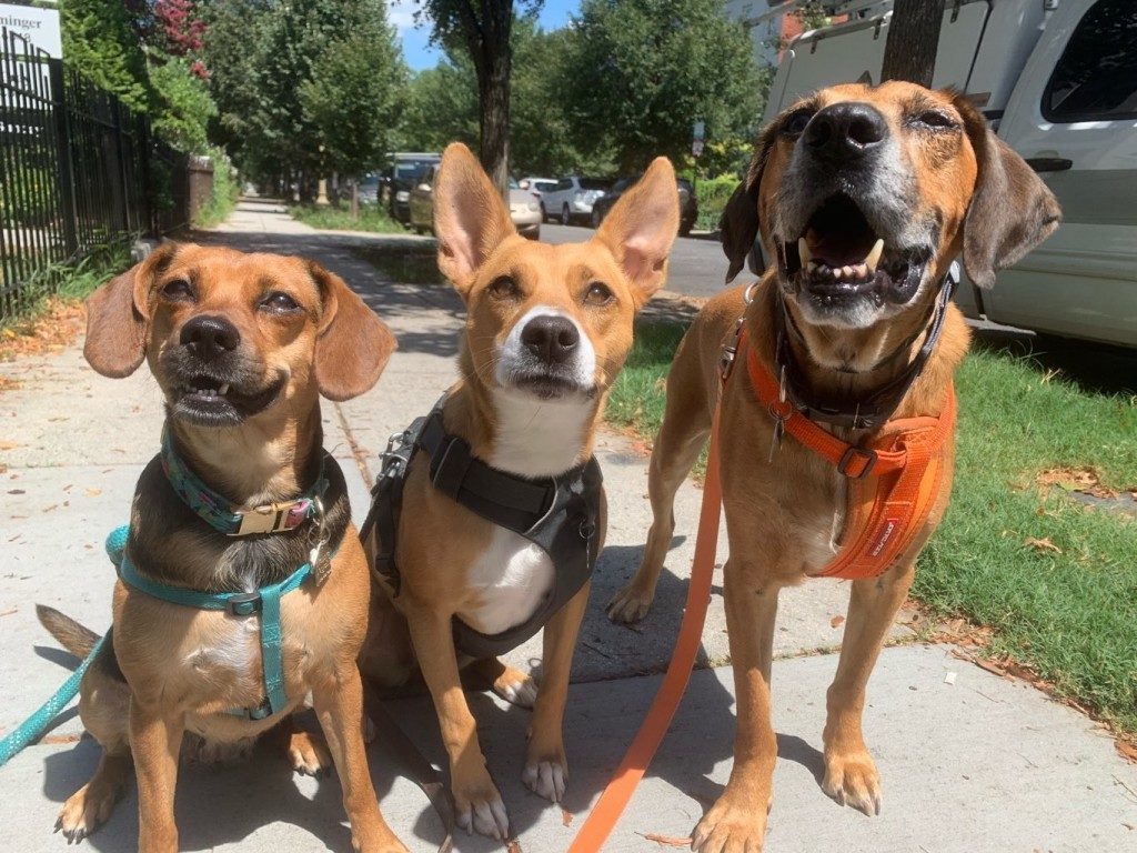 Best way to outlet leash train a dog