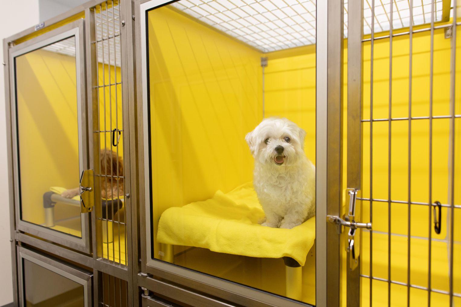 Small dog in a private suite