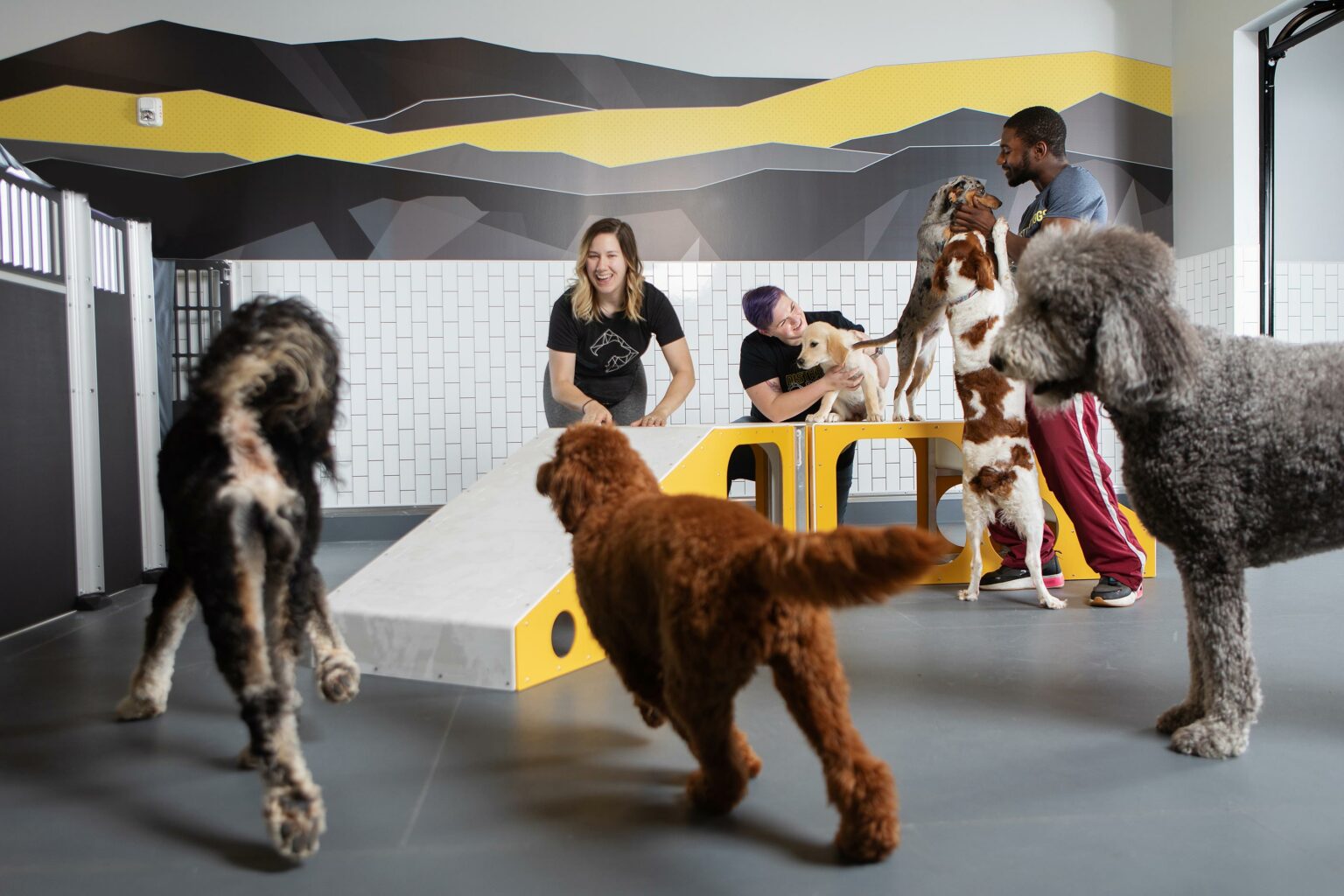 Doggie daycare playroom