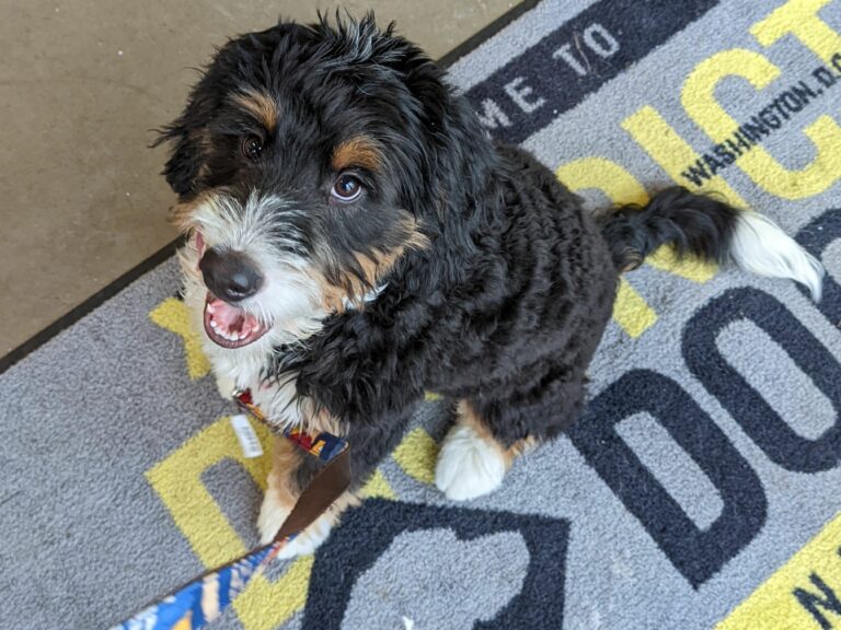 why-is-daycare-good-for-dogs-district-dogs