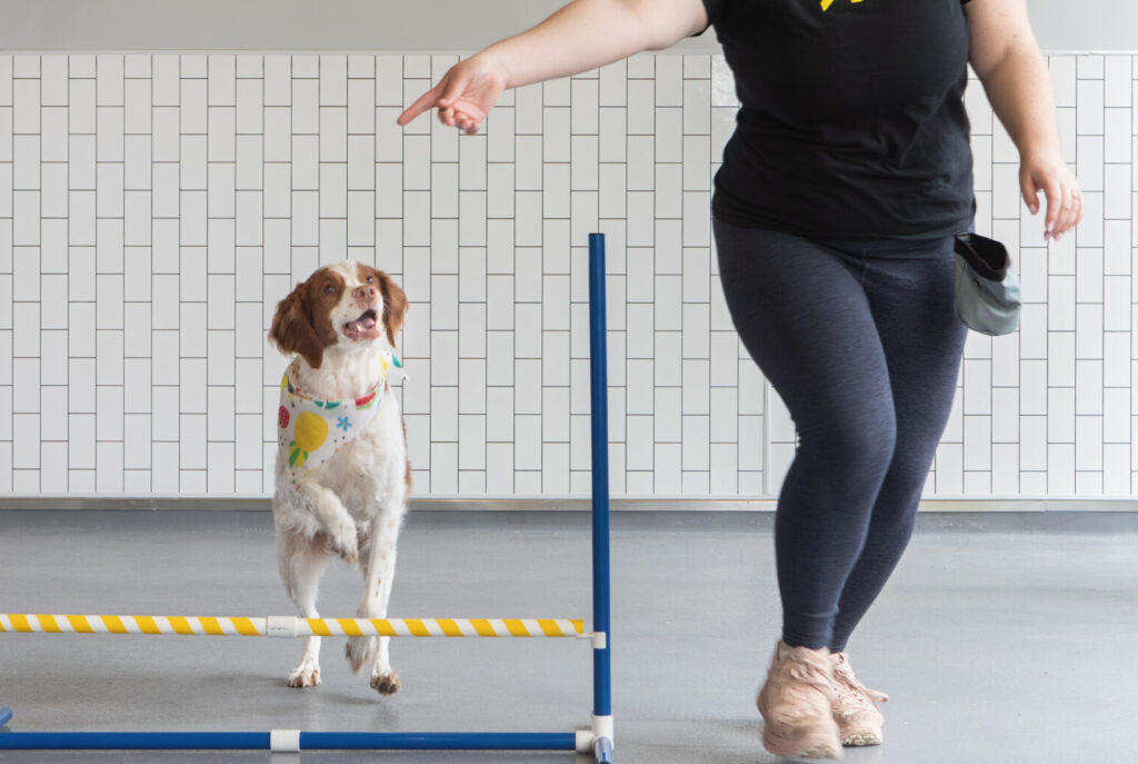 District Dogs Training