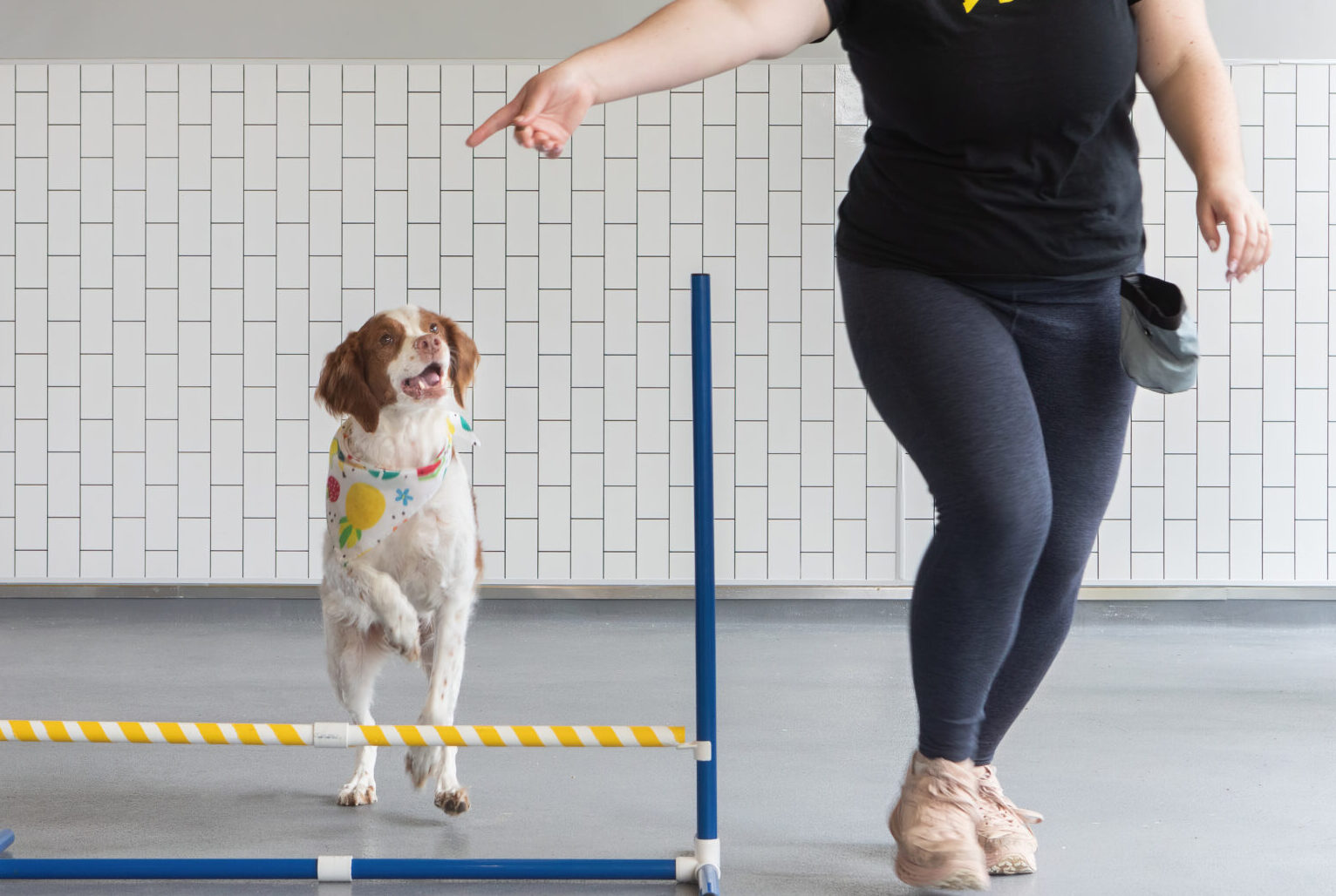 District Dogs Training